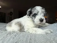 Bailey , a female Miniature Schnauzer for sale in Utica, OH – 3 of 3