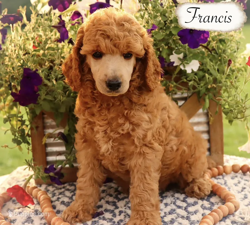 Francis  – Poodle - Miniature , Poodle - Standard  puppy for sale in Utica, OH