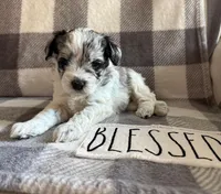 Bailey , a female Miniature Schnauzer for sale in Utica, OH – 2 of 3