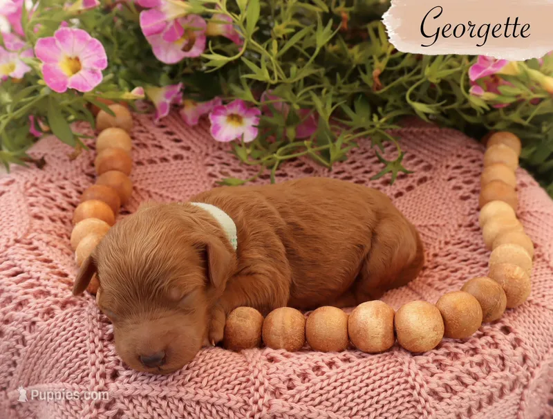 Georgette  – Poodle - Standard  puppy for sale in Utica, OH