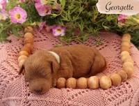 Georgette , a female Poodle - Standard  for sale in Utica, OH – 1 of 1