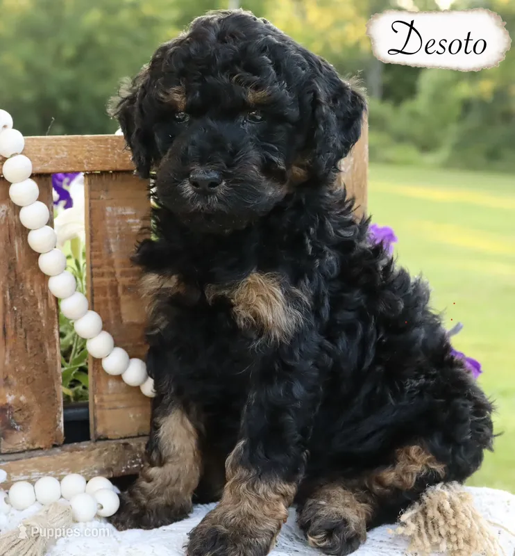 Desoto  – Poodle - Miniature , Poodle - Standard  puppy for sale in Utica, OH