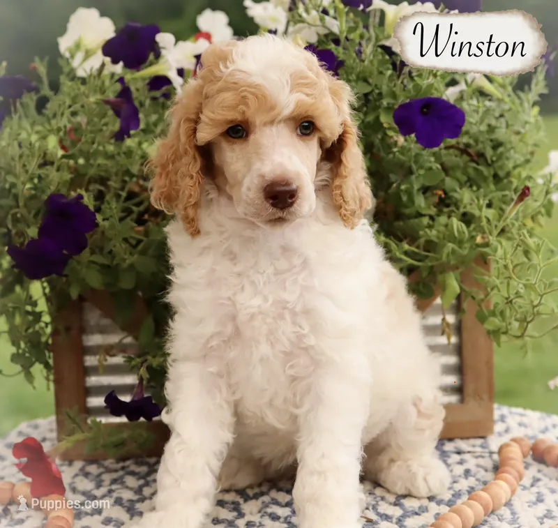 Winston  – Poodle - Miniature , Poodle - Standard  puppy for sale in Utica, OH