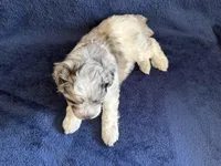 Billy , a male Miniature Schnauzer for sale in Utica, OH – 3 of 3