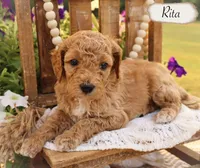 Rita , a female Poodle - Miniature  and Poodle - Standard  for sale in Utica, OH – 1 of 1
