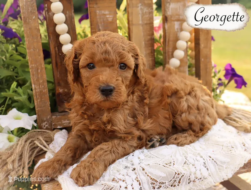 Georgette  – Poodle - Miniature , Poodle - Standard  puppy for sale in Utica, OH