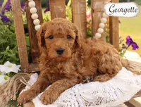 Georgette , a female Poodle - Miniature  and Poodle - Standard  for sale in Utica, OH – 1 of 1
