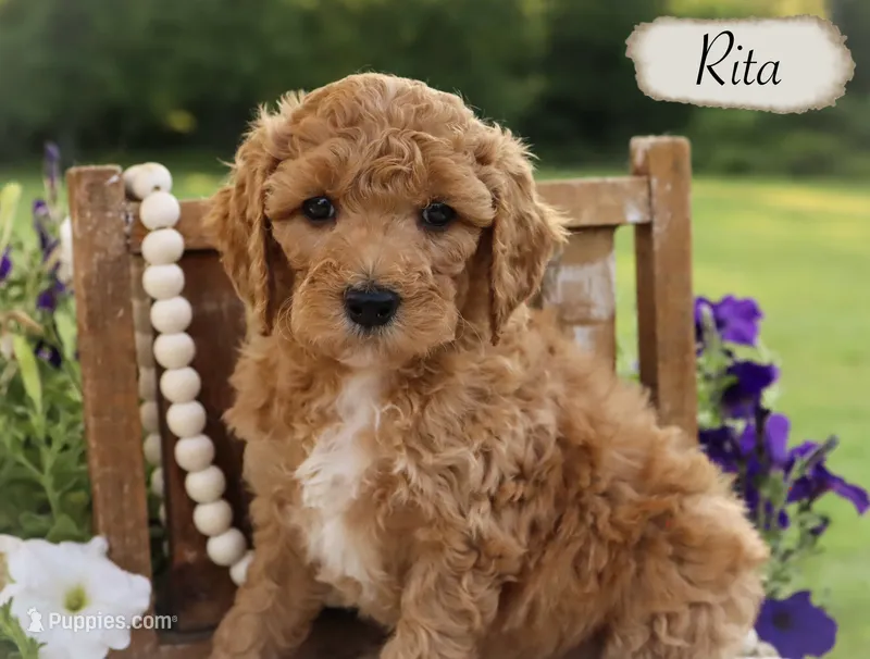 Rita  – Poodle - Miniature , Poodle - Standard  puppy for sale in Utica, OH