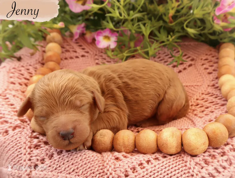 Jenny  – Poodle - Standard  puppy for sale in Utica, OH