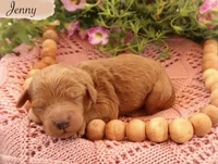 Jenny , a female Poodle - Standard  for sale in Utica, OH – 1 of 1