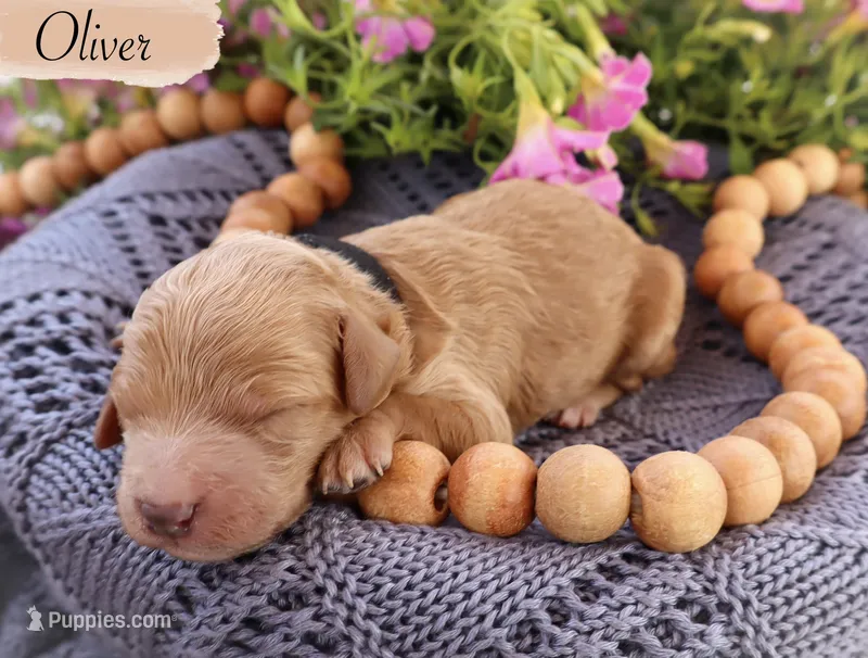Oliver  – Poodle - Standard  puppy for sale in Utica, OH