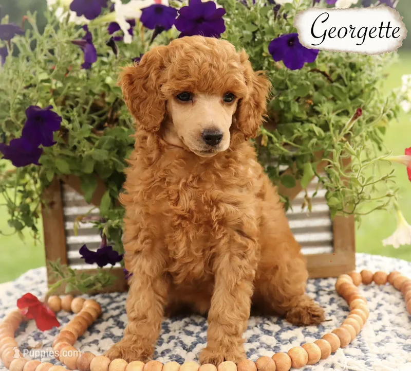 Georgette  – Poodle - Miniature , Poodle - Standard  puppy for sale in Utica, OH