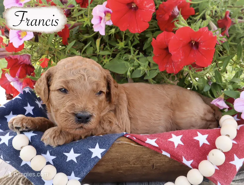 Francis  – Poodle - Standard  puppy for sale in Utica, OH