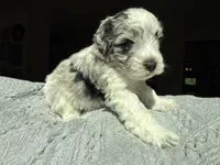 Billy , a male Miniature Schnauzer for sale in Utica, OH – 2 of 3