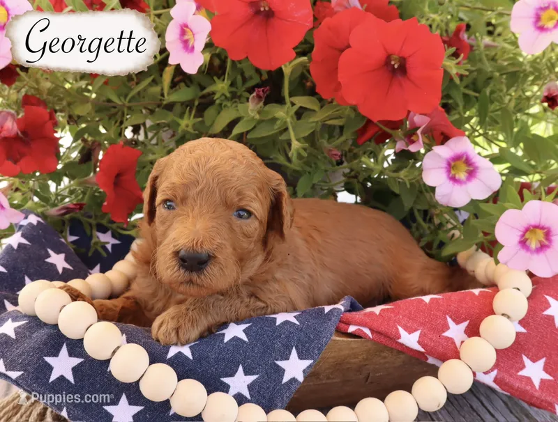Georgette  – Poodle - Standard  puppy for sale in Utica, OH