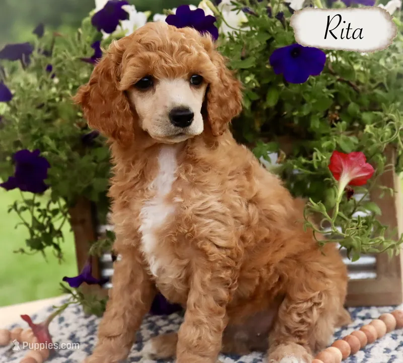 Rita  – Poodle - Miniature , Poodle - Standard  puppy for sale in Utica, OH