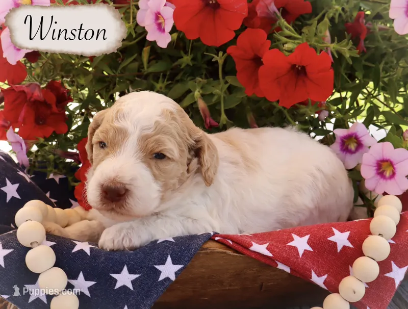 Winston  – Poodle - Standard  puppy for sale in Utica, OH