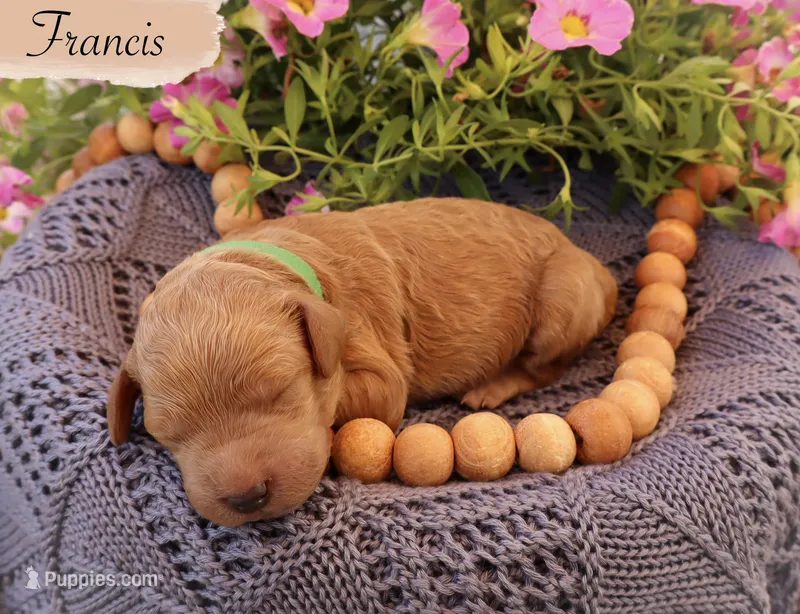Francis  – Poodle - Standard  puppy for sale in Utica, OH