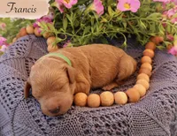 Francis , a male Poodle - Standard  for sale in Utica, OH – 1 of 1