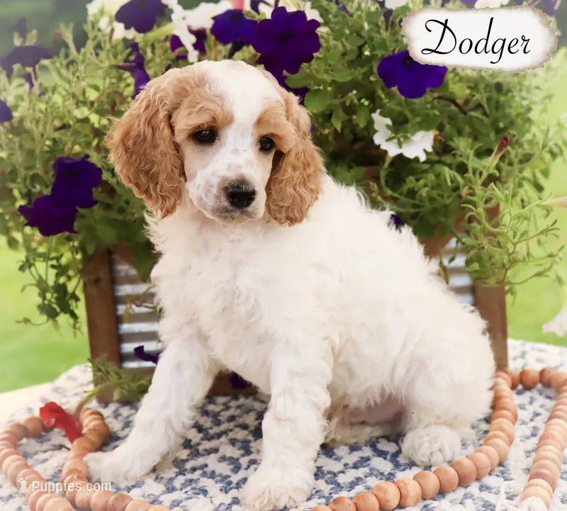 Dodger  – Poodle - Miniature , Poodle - Standard  puppy for sale in Utica, OH