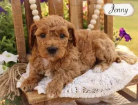 Jenny , a female Poodle - Miniature  and Poodle - Standard  for sale in Utica, OH – 1 of 1