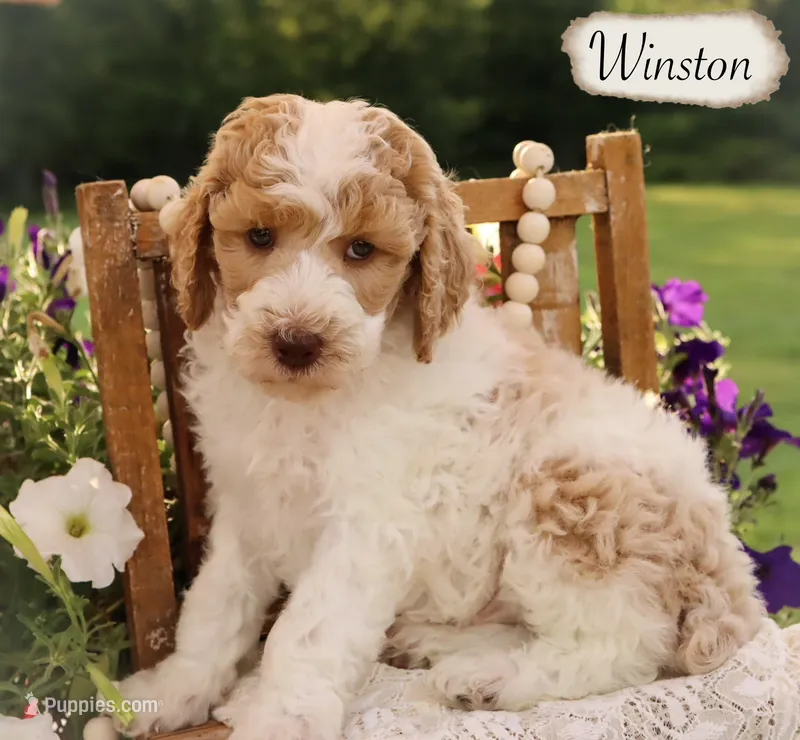Winston  – Poodle - Miniature , Poodle - Standard  puppy for sale in Utica, OH