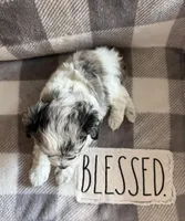 Bailey , a female Miniature Schnauzer for sale in Utica, OH – 1 of 3