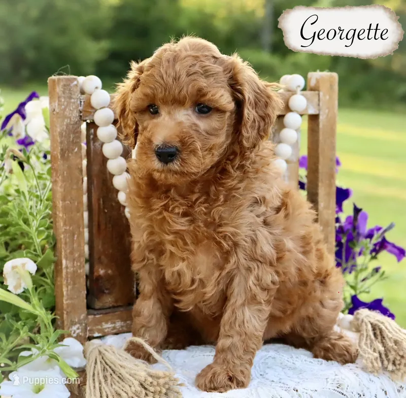 Georgette  – Poodle - Miniature , Poodle - Standard  puppy for sale in Utica, OH