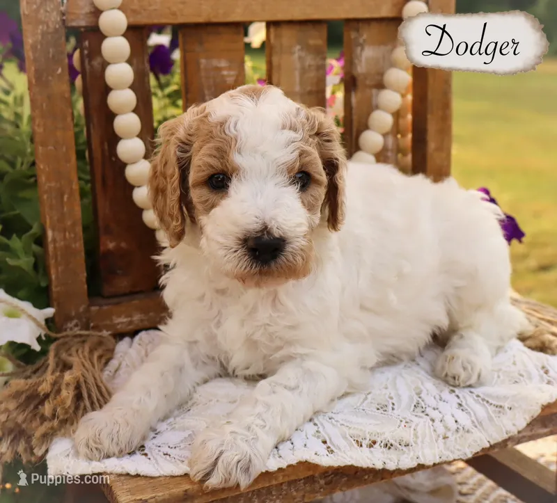 Dodger  – Poodle - Miniature , Poodle - Standard  puppy for sale in Utica, OH