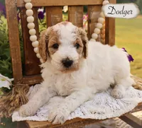 Dodger , a male Poodle - Miniature  and Poodle - Standard  for sale in Utica, OH – 1 of 1