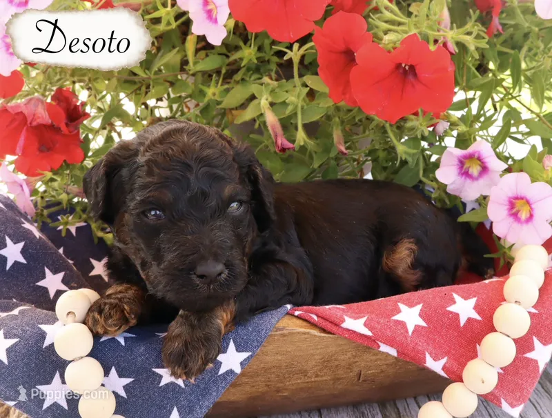 Desoto  – Poodle - Standard  puppy for sale in Utica, OH