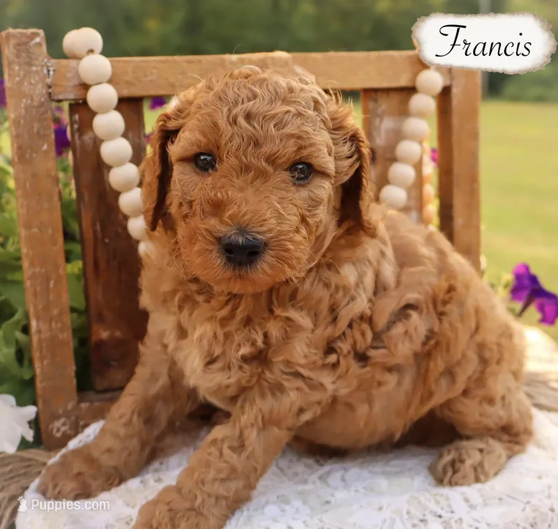 Francis  – Poodle - Miniature , Poodle - Standard  puppy for sale in Utica, OH