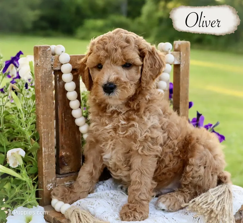 Oliver  – Poodle - Miniature , Poodle - Standard  puppy for sale in Utica, OH