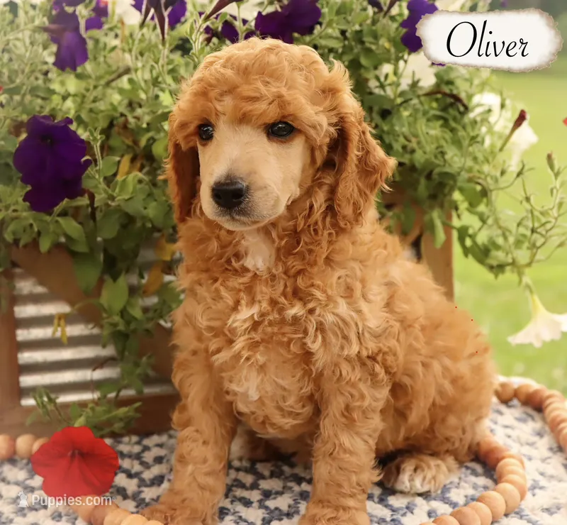 Oliver  – Poodle - Miniature , Poodle - Standard  puppy for sale in Utica, OH