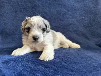Billy , a male Miniature Schnauzer for sale in Utica, OH – 1 of 3