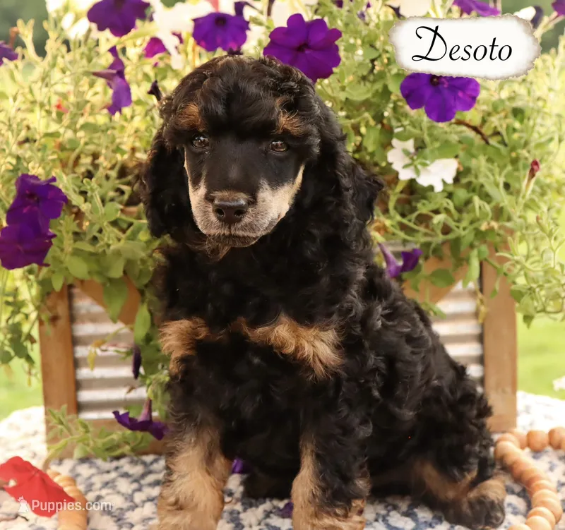 Desoto  – Poodle - Miniature , Poodle - Standard  puppy for sale in Utica, OH