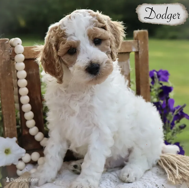 Dodger  – Poodle - Miniature , Poodle - Standard  puppy for sale in Utica, OH