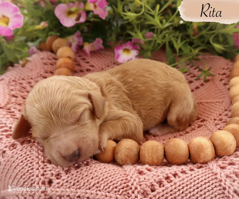 Rita  – Poodle - Standard  puppy for sale in Utica, OH