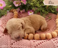 Rita , a female Poodle - Standard  for sale in Utica, OH – 1 of 1