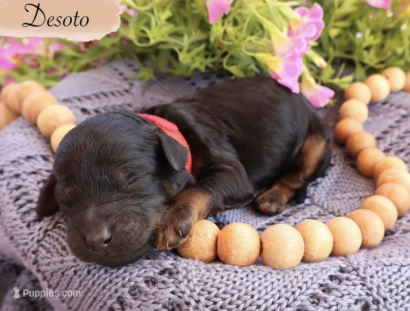 Desoto  – Poodle - Standard  puppy for sale in Utica, OH