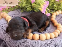 Desoto , a male Poodle - Standard  for sale in Utica, OH – 1 of 1