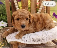 Oliver , a male Poodle - Miniature  and Poodle - Standard  for sale in Utica, OH – 1 of 1