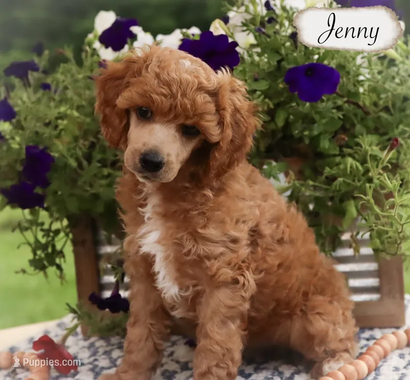 Jenny  – Poodle - Miniature , Poodle - Standard  puppy for sale in Utica, OH