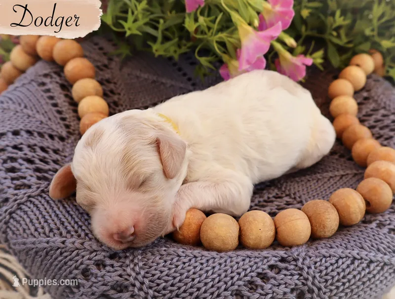 Dodger  – Poodle - Standard  puppy for sale in Utica, OH