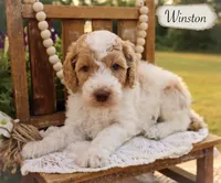 Winston , a male Poodle - Miniature  and Poodle - Standard  for sale in Utica, OH – 1 of 1