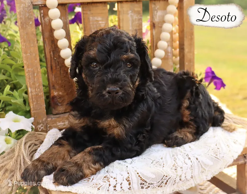 Desoto  – Poodle - Miniature , Poodle - Standard  puppy for sale in Utica, OH