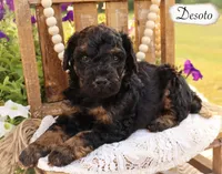 Desoto , a male Poodle - Miniature  and Poodle - Standard  for sale in Utica, OH – 1 of 1
