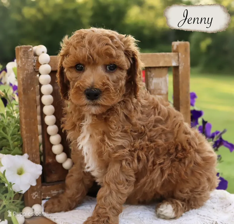 Jenny  – Poodle - Miniature , Poodle - Standard  puppy for sale in Utica, OH