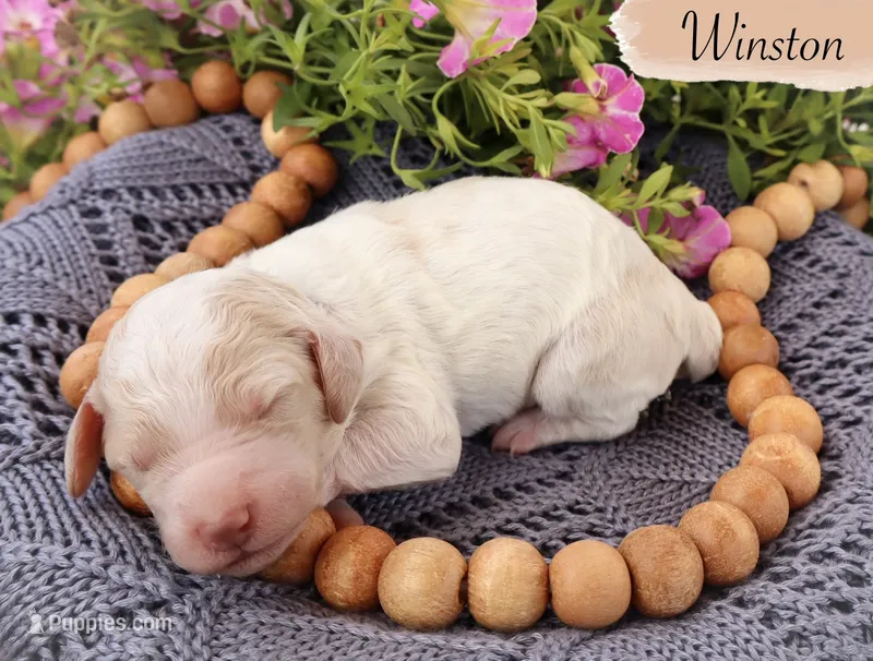 Winston  – Poodle - Standard  puppy for sale in Utica, OH
