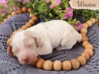 Winston , a male Poodle - Standard  for sale in Utica, OH – 1 of 1